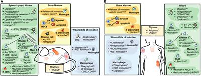 The Confluence of Sex Hormones and Aging on Immunity